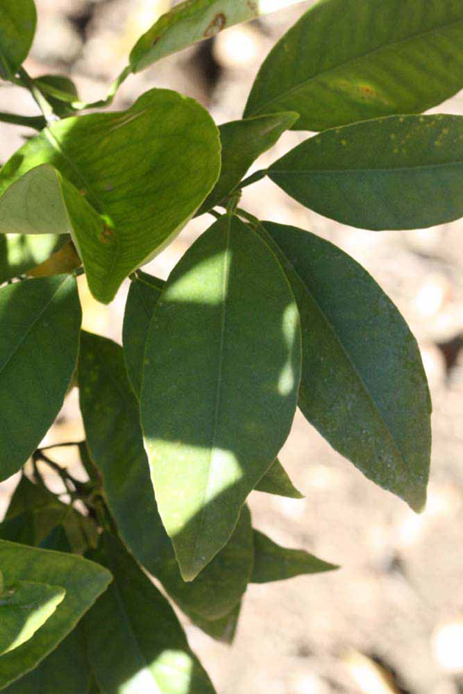            Shade leaves (Riverside, CA)   